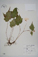 藏品(水鴨腳)的圖片