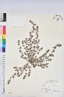 藏品(田代氏大戟)的圖片