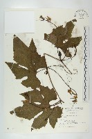 藏品(括樓)的圖片