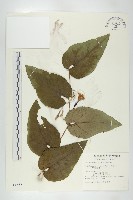 藏品(芋葉括樓)的圖片