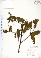 藏品(台灣楊桐)的圖片