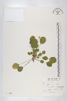 藏品(裂緣花)的圖片