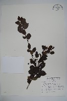 藏品(太平山冬青)的圖片