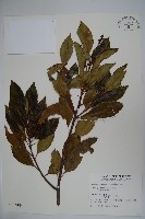 藏品(刻脈冬青)的圖片