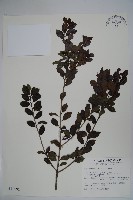 藏品(太平山冬青)的圖片