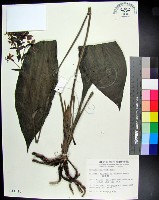 藏品(白鶴蘭)的圖片