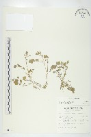 藏品(焊菜)的圖片