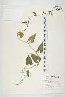 藏品(白花牽牛)的圖片