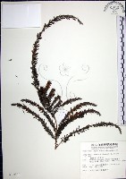 藏品(鐵掃帚、千里光)的圖片