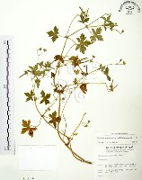 藏品(老鸛草)的圖片