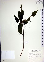 藏品(角桐草、台灣半蒴苣苔)的圖片