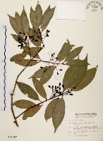 藏品(山肉桂、台灣肉桂)的圖片