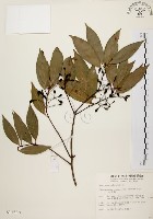 藏品(山肉桂、台灣肉桂)的圖片