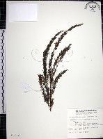 藏品(鐵掃帚、千里光)的圖片