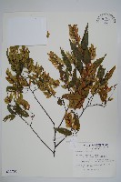 藏品(阿里山千金榆)的圖片