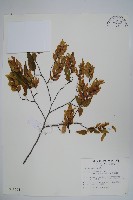 藏品(阿里山千金榆)的圖片