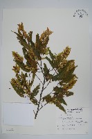 藏品(阿里山千金榆)的圖片