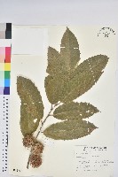 藏品(板栗)的圖片