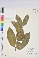 藏品(板栗)的圖片