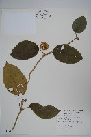 藏品(臺灣牛嬭菜)的圖片