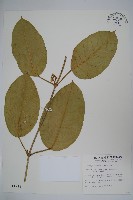 藏品(臺灣牛嬭菜)的圖片