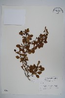 藏品(日本小檗)的圖片