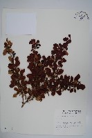 藏品(日本小檗)的圖片