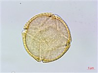 藏品(羊蹄)的圖片