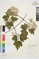 藏品(串鼻龍)的圖片