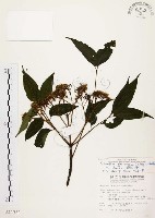 藏品(賊仔樹)的圖片