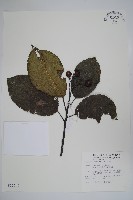 藏品(破布烏)的圖片