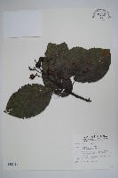 藏品(破布烏)的圖片