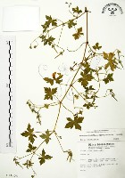 藏品(老鸛草)的圖片