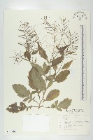 藏品(葶藶)的圖片