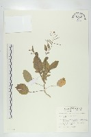 藏品(葶藶)的圖片