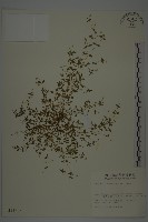 藏品(三脈種阜草)的圖片