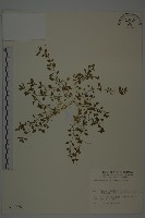 藏品(三脈種阜草)的圖片