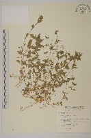 藏品(繁縷)的圖片