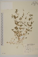 藏品(繁縷)的圖片