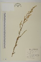 藏品(茵蔯蒿)的圖片