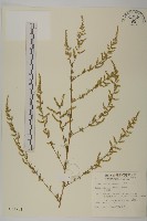 藏品(茵蔯蒿)的圖片
