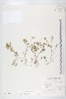 藏品(焊菜)的圖片