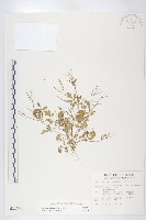 藏品(焊菜)的圖片