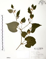 藏品(臭腥草、蕺菜)的圖片