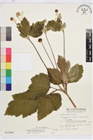 藏品(小白頭翁、野棉花)的圖片