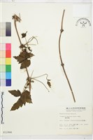 藏品(繡球藤)的圖片