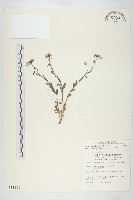 藏品(齒葉南芥、齒葉筷子芥)的圖片