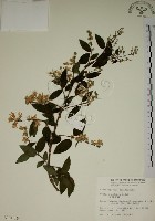 藏品(大葉溲疏)的圖片