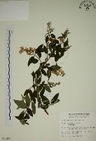 藏品(大葉溲疏)的圖片