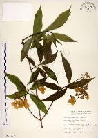 藏品(華八仙)的圖片